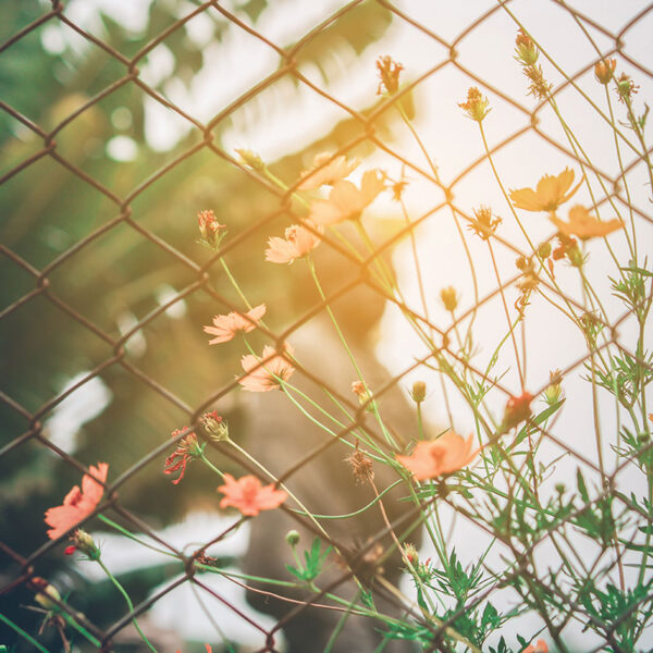 Chain Link Fencing - Metal Posts - Image 4