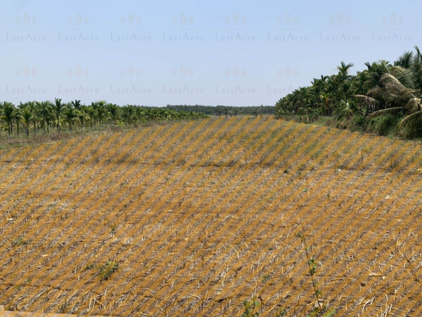 1 Acre 11 Guntas - 55,539 sq.ft - Hebbur, Tumkur - T250301 - Image 2