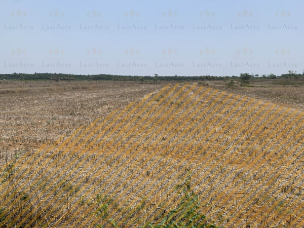 25 Guntas - 27,225 sq.ft. - Hebbur, Tumkur - T250302 - Image 2