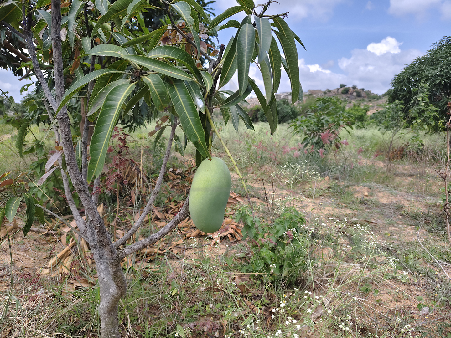 3 Acre - 1,30,680 sq.ft - Madeswara village, Dodballapur - B250401 - Image 3