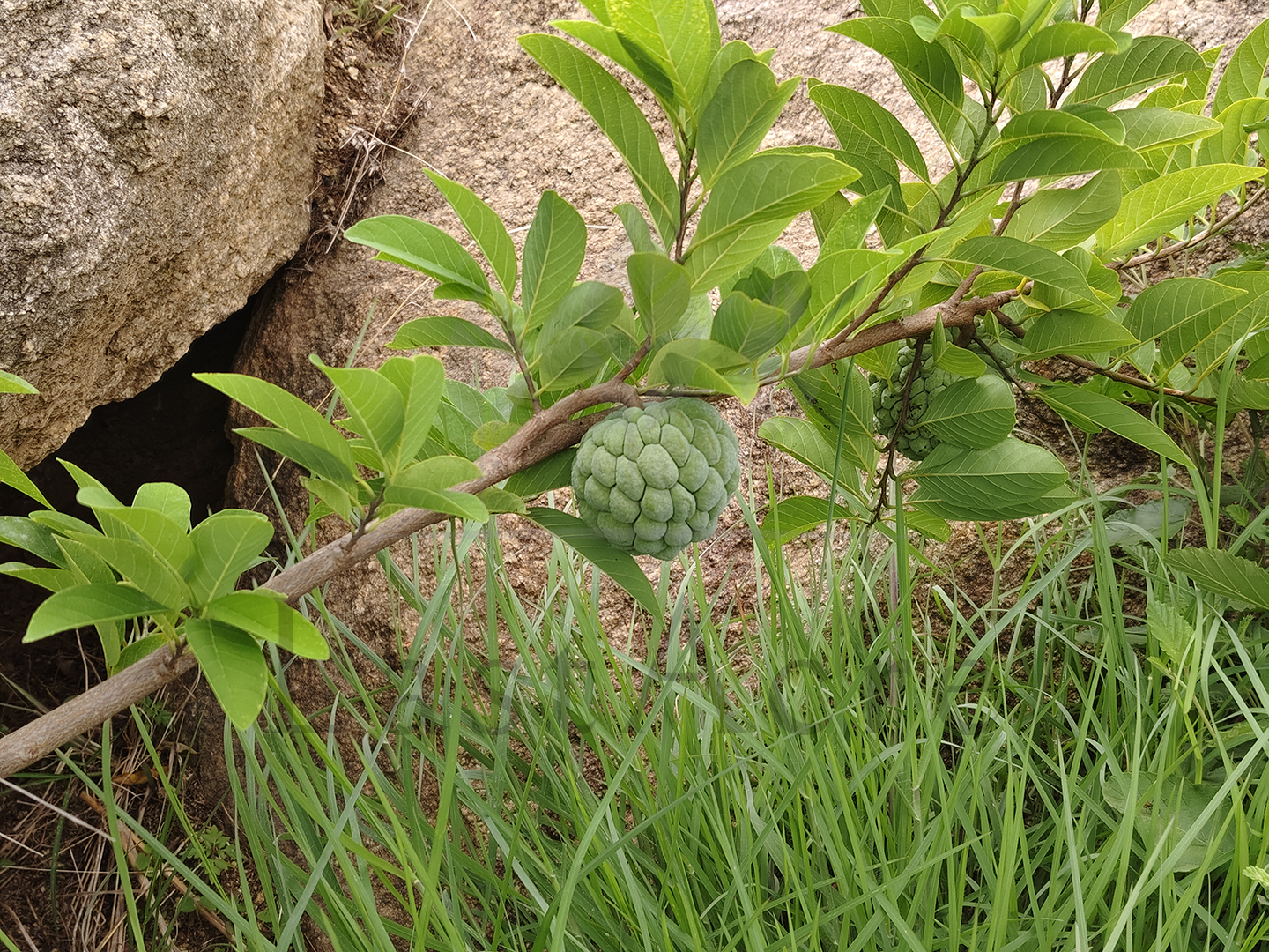 3 Acre - 1,30,680 sq.ft - Madeswara village, Dodballapur - B250401 - Image 14