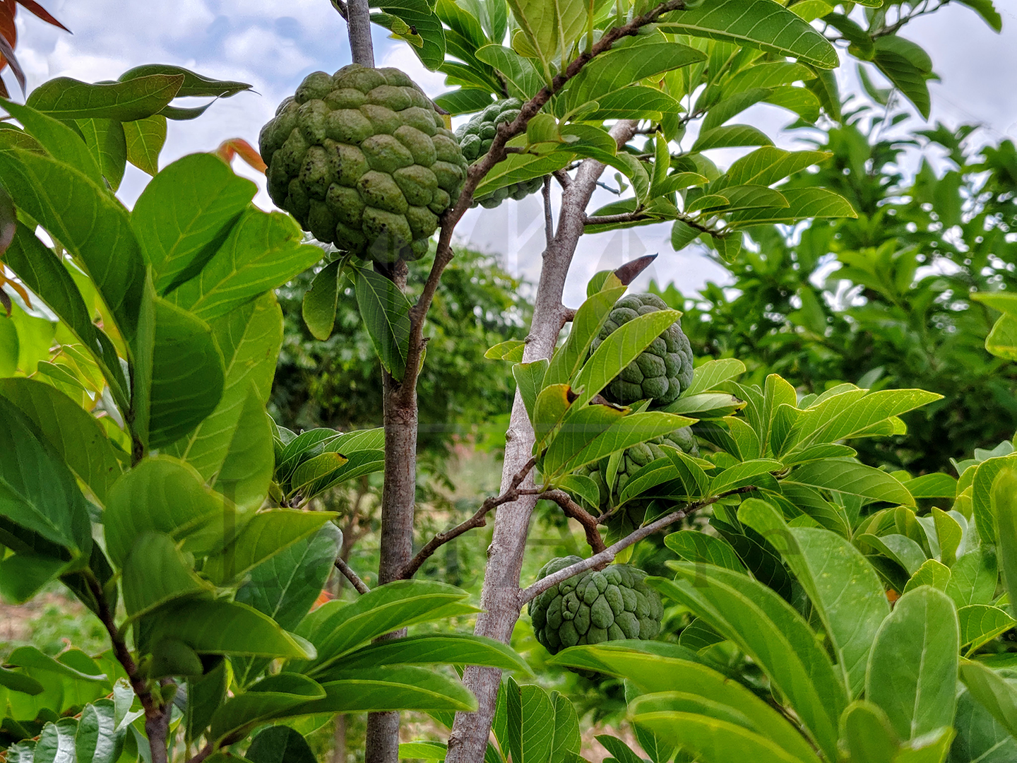 3 Acre - 1,30,680 sq.ft - Madeswara village, Dodballapur - B250401 - Image 15