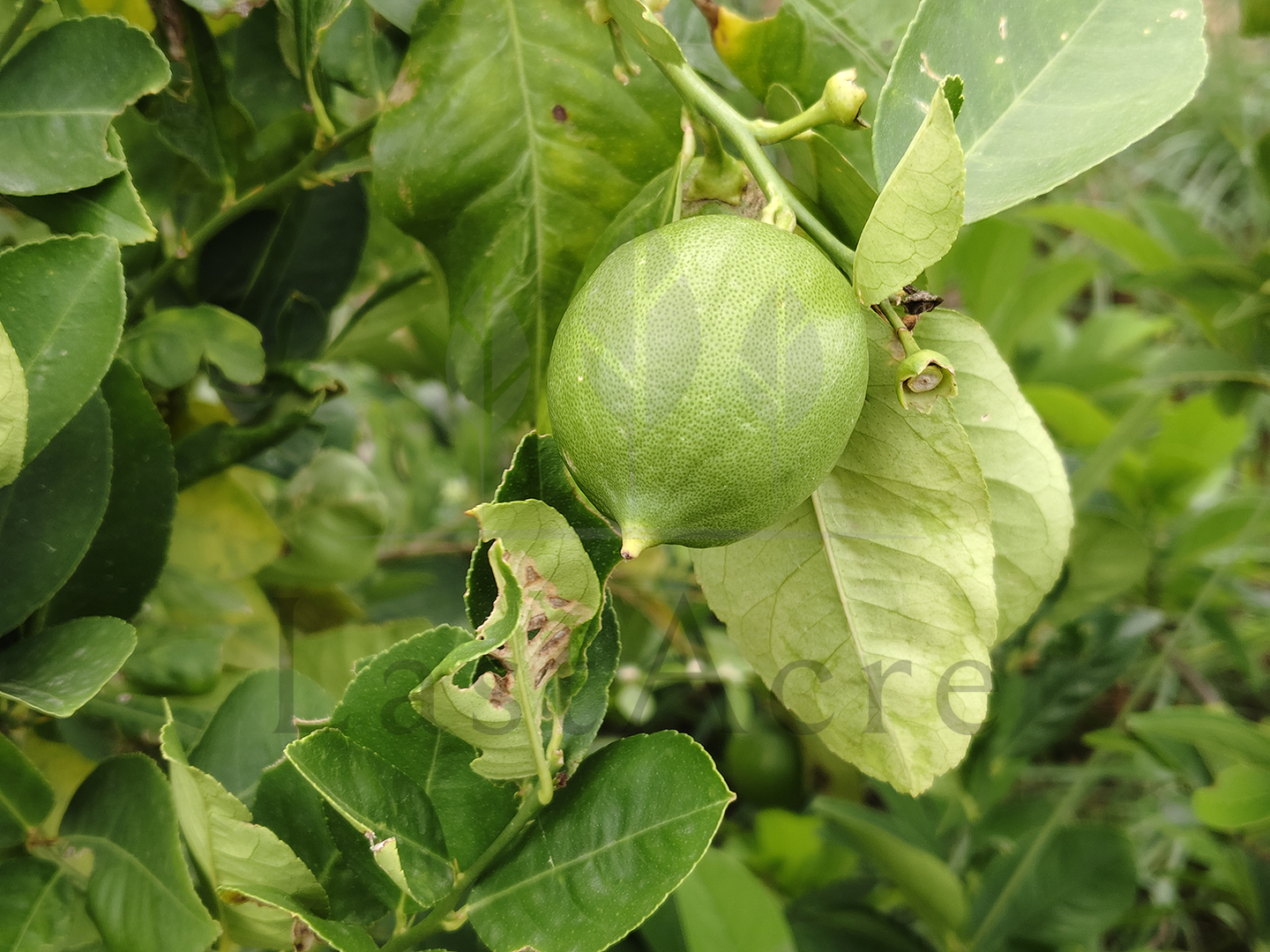 3 Acre - 1,30,680 sq.ft - Madeswara village, Dodballapur - B250401 - Image 16