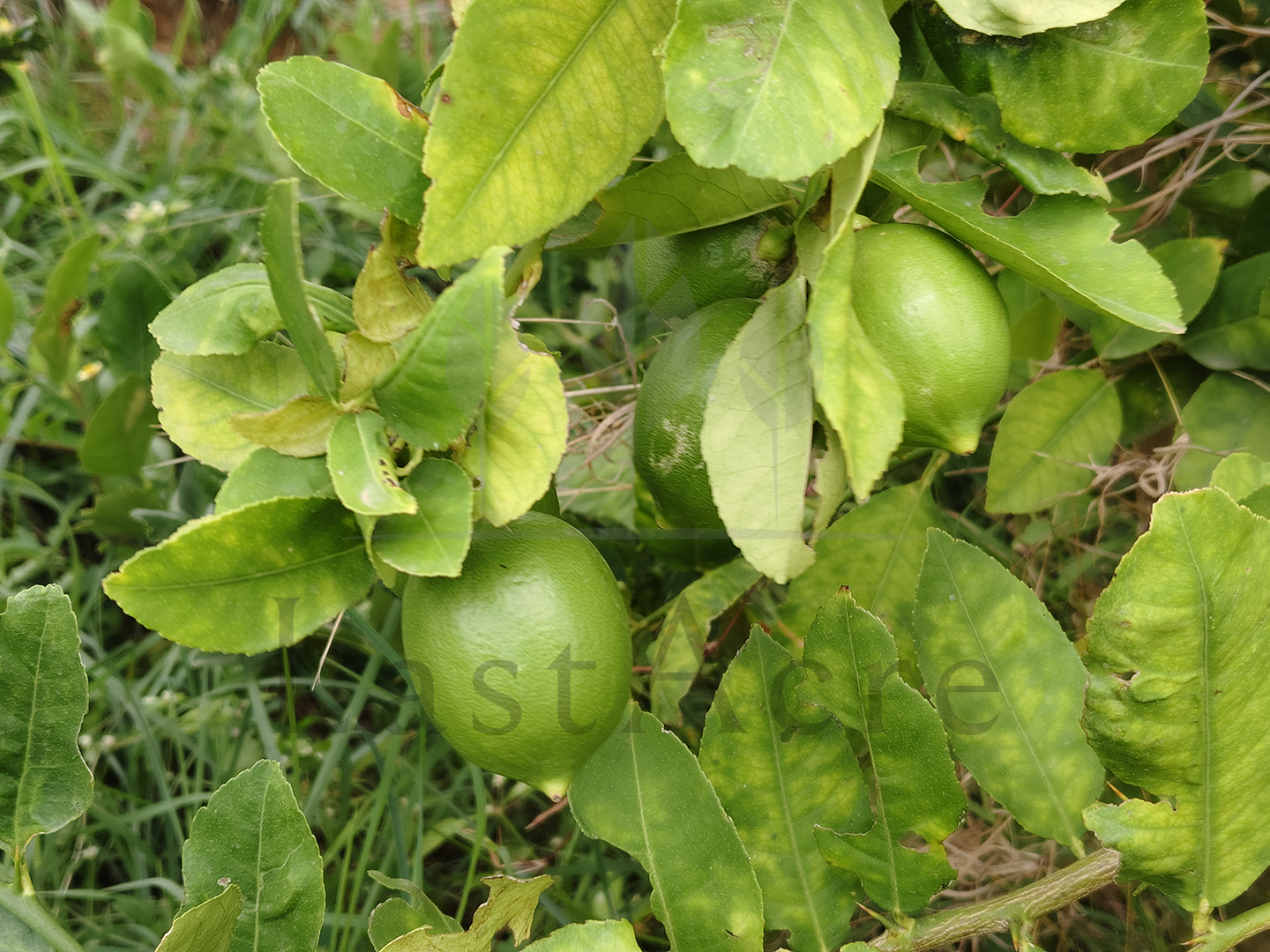 3 Acre - 1,30,680 sq.ft - Madeswara village, Dodballapur - B250401 - Image 17