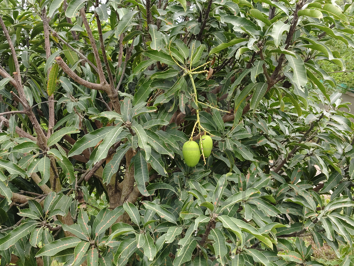 3 Acre - 1,30,680 sq.ft - Madeswara village, Dodballapur - B250401 - Image 18