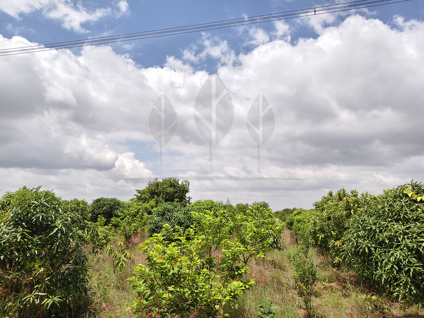 3 Acre - 1,30,680 sq.ft - Madeswara village, Dodballapur - B250401