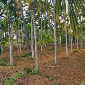 16 Guntas - 17,424 sq.ft. - Gubbi, Tumkur - T250401