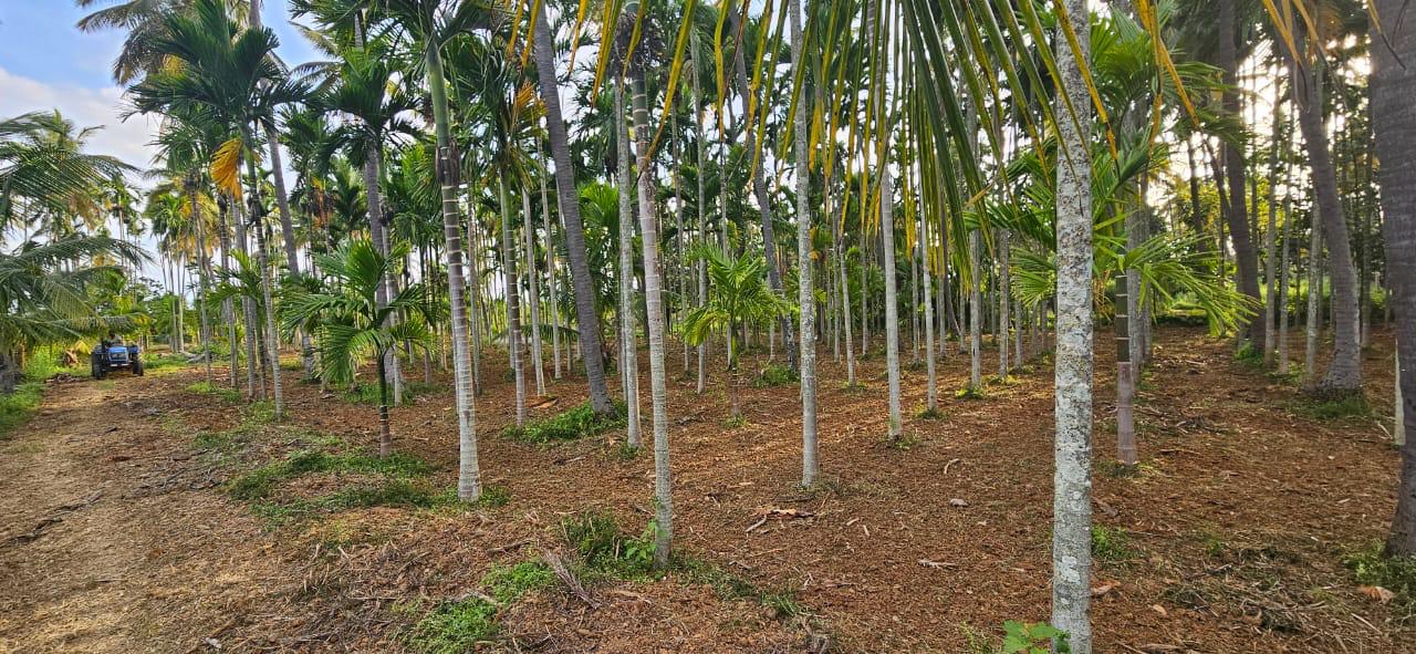 16 Guntas - 17,424 sq.ft. - Gubbi, Tumkur - T250401