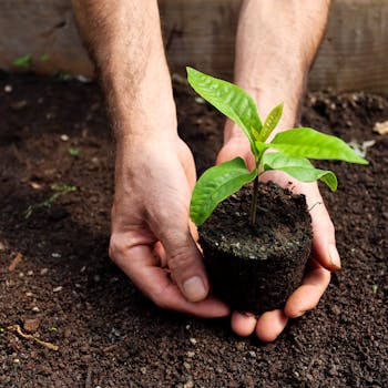 Close-up of hands carefully planting a small sapling in nutrient-rich soil, symbolizing growth and sustainability.