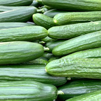 A heap of fresh green cucumbers showcasing their vibrant color and natural texture.