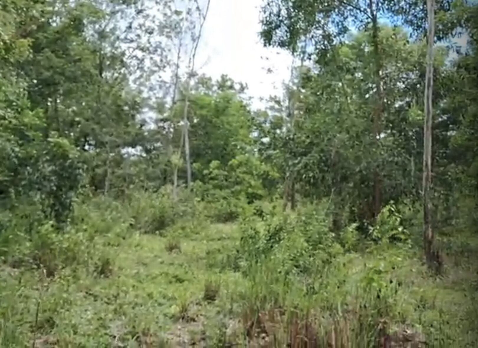 5.5 Acre - 2,17,800 sq.ft - Bittangala, Virajpet, Kodagu - K251001