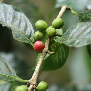 coffee beans, coffee, coorg coffee, roasted, caffeine, aroma, food, beans, espresso, cappuccino, green coffee