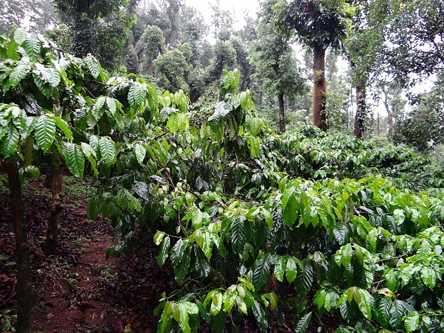 coffee plantation, coffea robusta, madikeri, coorg, india, plant, botanical, organic, botany, herb, agriculture, outdoors, horticulture, vegetation, foliage, green, landscape, wilderness, scenery, natural, wild, outdoor, environment, scenic, land, nature, tranquil, green coffee, coffee plantation, coffee plantation, coffee plantation, coffee plantation, coffee plantation, coorg, coorg, coorg, coorg