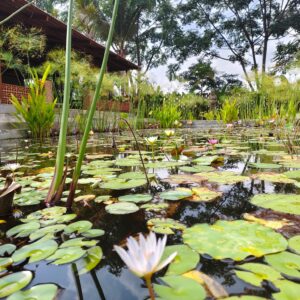 5,800 sq.ft - 1 Acre - Advaya Bali, Kaddibur, Chikkaballapur - C251106