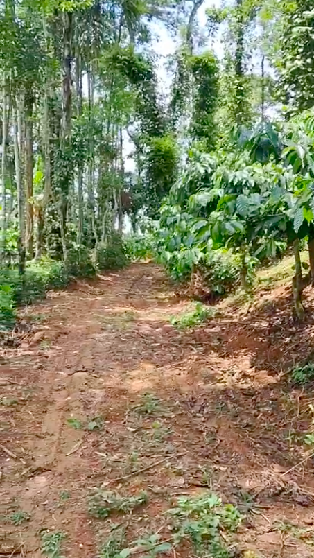 13.8 Acres - 6,01,148 Sq.ft - Coffee Plantation - Bethri Village, Virajpet Taluk, Kodagu - K251102 - Image 2