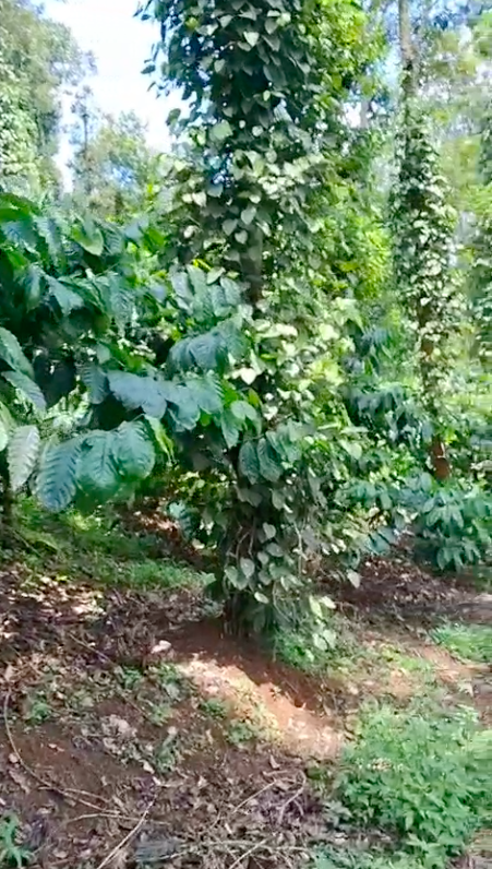 13.8 Acres - 6,01,148 Sq.ft - Coffee Plantation - Bethri Village, Virajpet Taluk, Kodagu - K251102 - Image 3