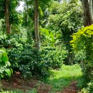 13.8 Acres - 6,01,148 Sq.ft - Coffee Plantation - Bethri Village, Virajpet Taluk, Kodagu - K251102