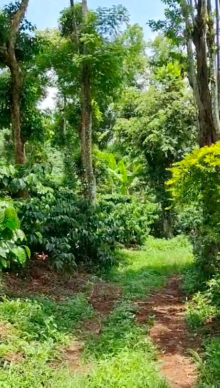 13.8 Acres - 6,01,148 Sq.ft - Coffee Plantation - Bethri Village, Virajpet Taluk, Kodagu - K251102
