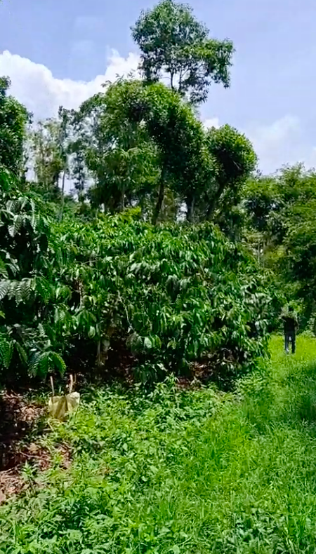 13.8 Acres - 6,01,148 Sq.ft - Coffee Plantation - Bethri Village, Virajpet Taluk, Kodagu - K251102 - Image 6