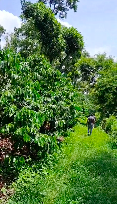 13.8 Acres - 6,01,148 Sq.ft - Coffee Plantation - Bethri Village, Virajpet Taluk, Kodagu - K251102 - Image 7