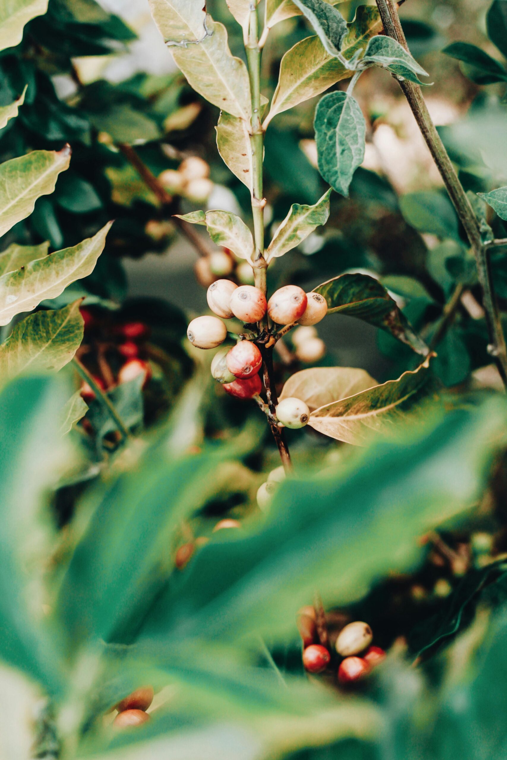 Tiny immature coffee beans on tree surrounded by leaves and branches in sunlight