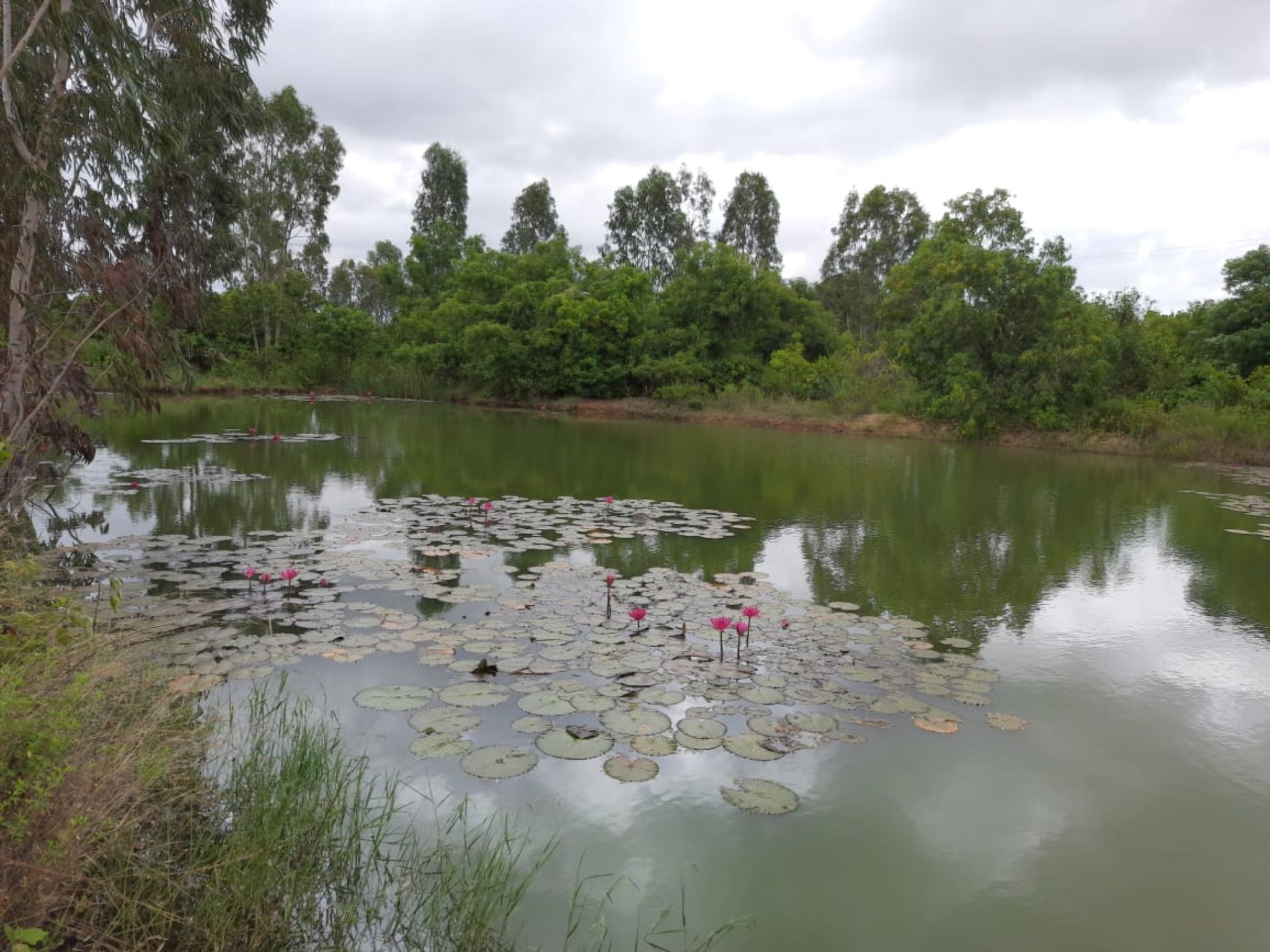 39 Acre - Gauribidanur – Chikkaballapur Highway - B260401 - Image 3