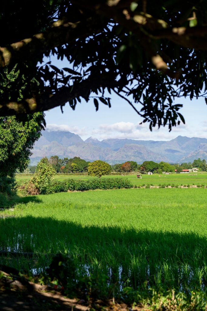 A picturesque view of green farmland with distant mountains under a clear blue sky.
